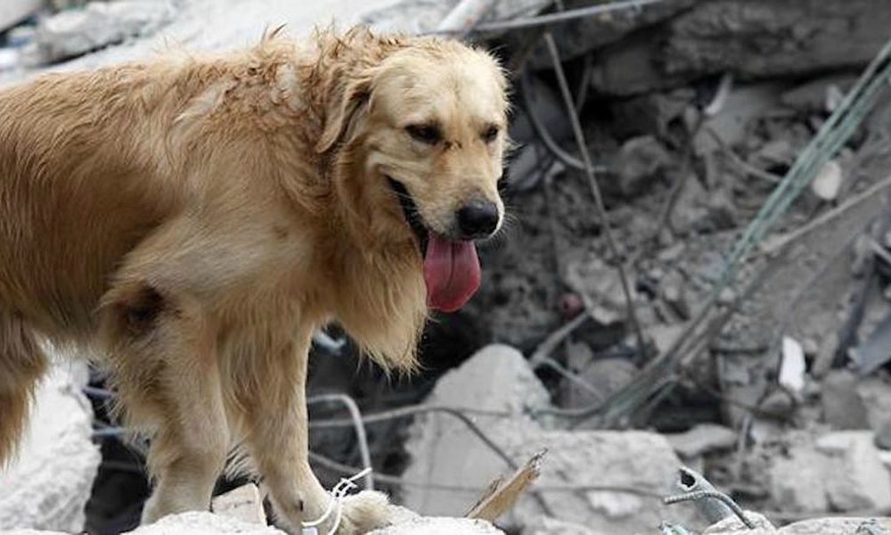 Nuova scossa di terremoto: ritorna alto lo stato di allerta, tanti gli animali in pericolo