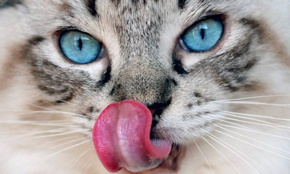 Thorin: il gatto dalla lingua più lunga del mondo [FOTO+VIDEO]