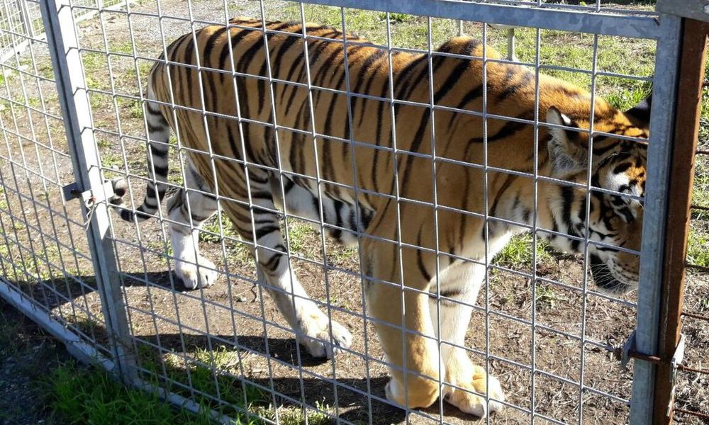 Maxiblitz al Circo Orfei: sequestrati tutti gli animali tenuti in condizioni scandalose, immagini shock [FOTO]
