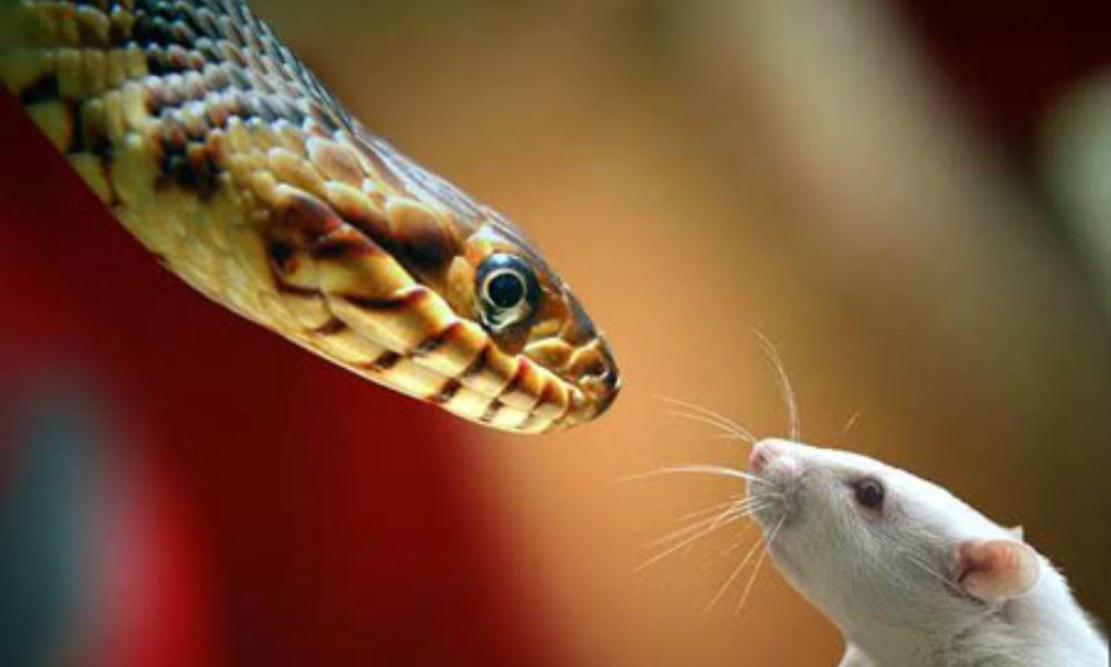 Scontro tra un topo e un serpente: l’eroico gesto di una madre [VIDEO]