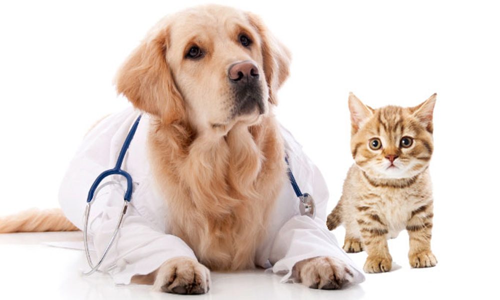 L'esperto risponde: vaccinazioni cani e gatti, quando farle e quali rischi comportano