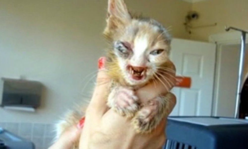 Gatto resuscitato: gli zombie esistono?