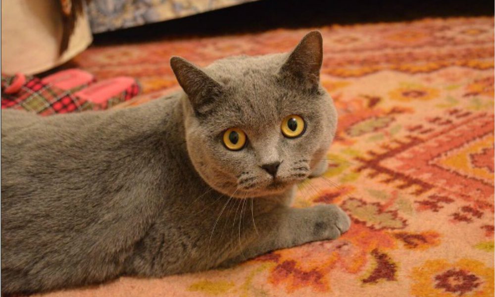 Barsik: il gatto candidato come Presidente della Russia