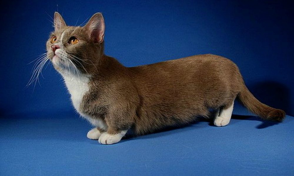 Munchkin: il gatto bassotto [VIDEO]