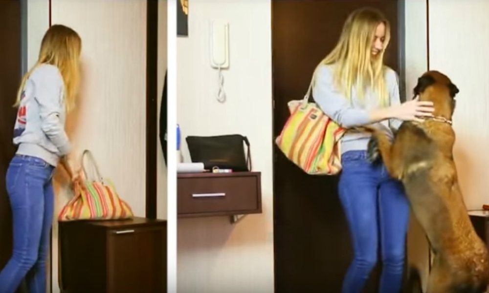 Come sarebbe la vita senza cani? [VIDEO]