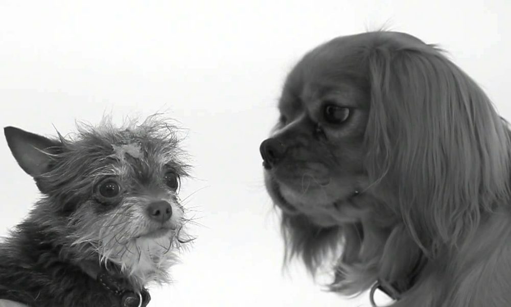 First Sniff: il primo bacio tra cani [VIDEO]