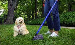 Test del DNA per incastrare chi non raccoglie i bisogni del proprio cane