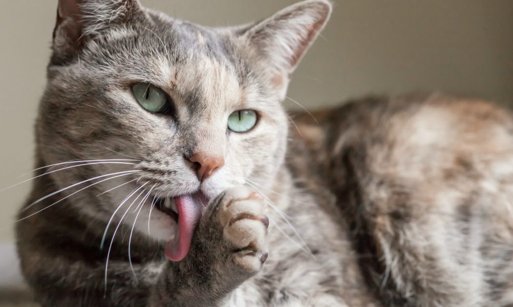“L’esperto risponde”: i boli di pelo, un problema che affligge moltissimi gatti