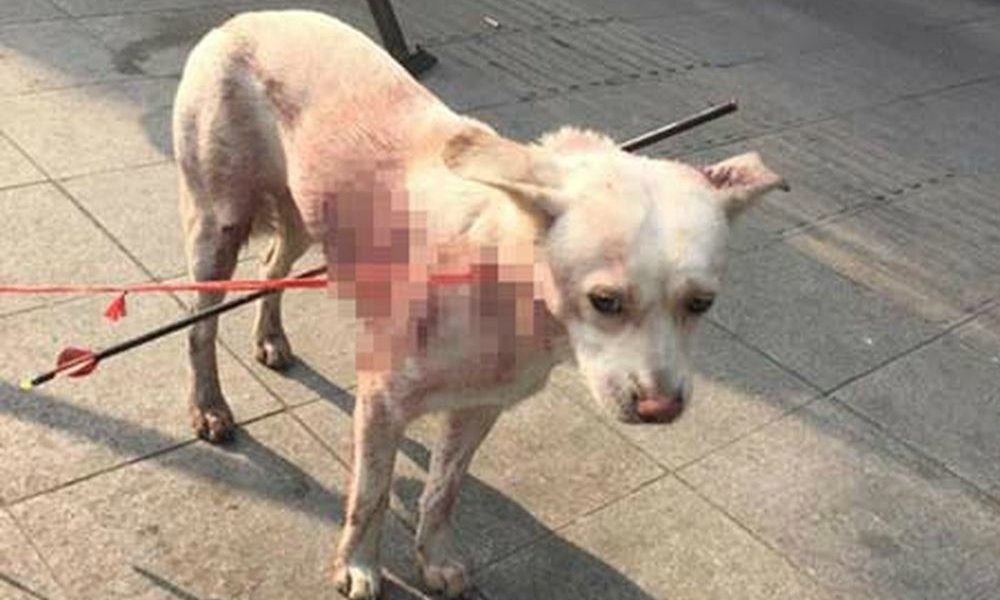 Cane catturato con le frecce per essere venduto al mercato della carne [VIDEO]