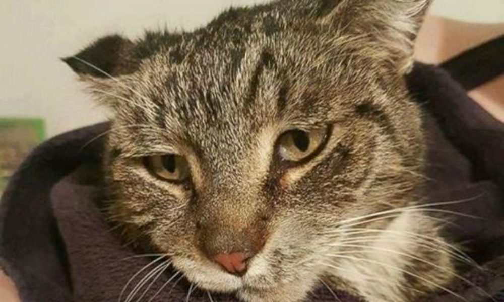 L’incredibile salvataggio di un gatto congelato nella neve sotto il motore di un treno