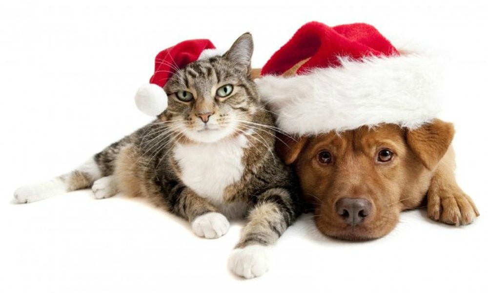 “Buon Natale ai 4 zampe”: il vademecum per le festività [VIDEO]
