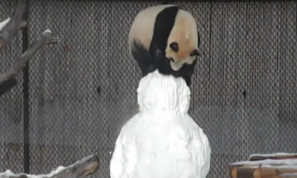 Un panda si diverte con un pupazzo di neve [VIDEO]