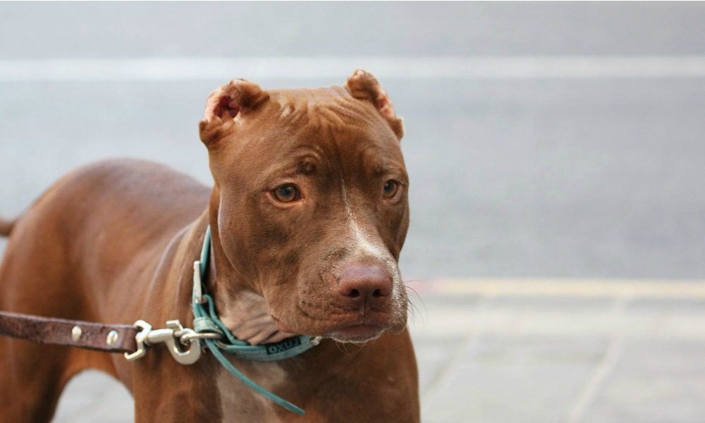 Aggredita a scopo di stupro, è stata eroicamente salvata dal suo cane [VIDEO]