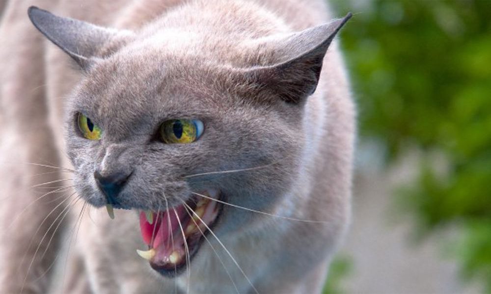 Il gatto soffia: perché lo fa e come comportarsi?