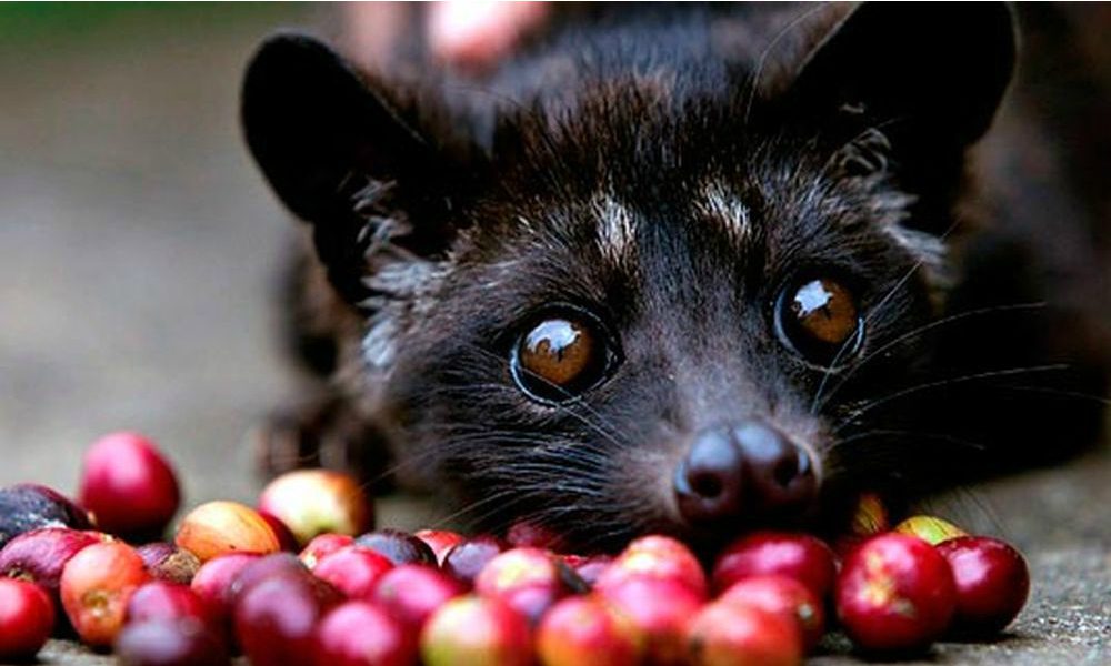 Caffè Kopi Luwak: un gusto speciale dal sapore della crudeltà [VIDEO]