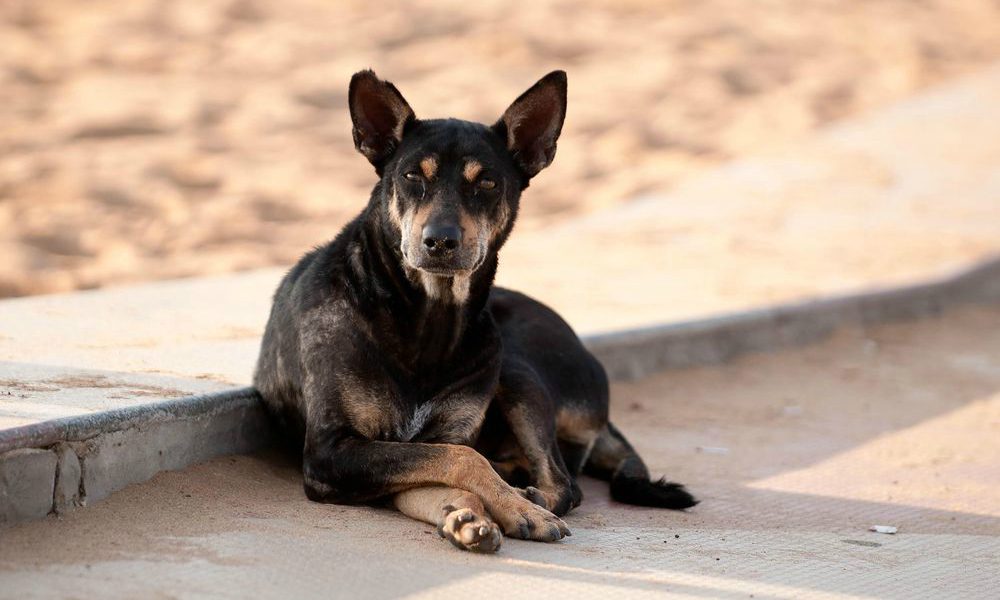 Agevolazioni fiscali e incentivi per chi adotta un cane dal canile