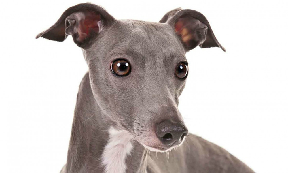 Greyhound: il cane da corsa per eccellenza
