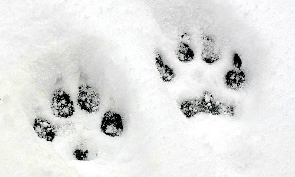 “L’esperto risponde”: Come proteggere le zampe del cane dalla neve e dal gelo