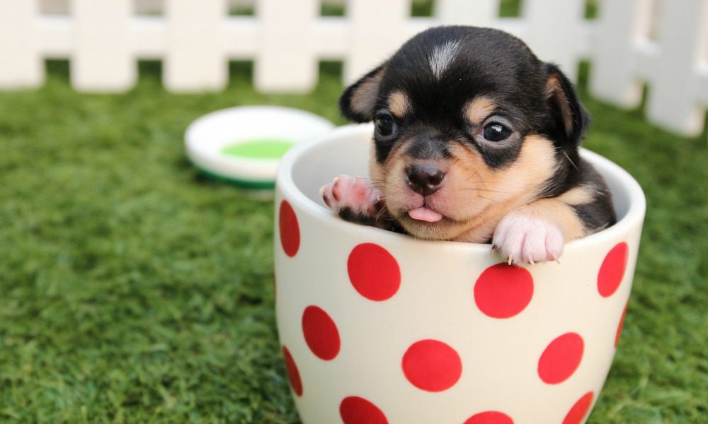 Cani, tutti pazzi per i mini-dog: "Devono stare in una tazza"