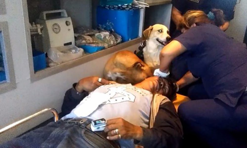 Cade e batte la testa: i cani salgono in ambulanza e... [VIDEO]