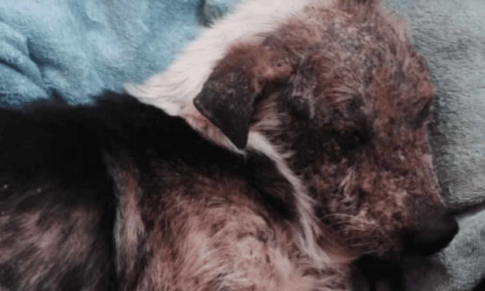 Il cane è troppo brutto: i proprietari chiedono al veterinario di sopprimerlo