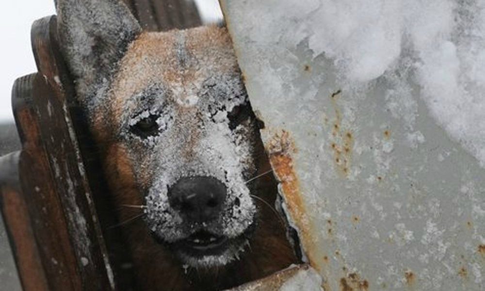 Terremoto e freddo: allarme animali in tutta Italia, richieste di aiuto e numeri utili