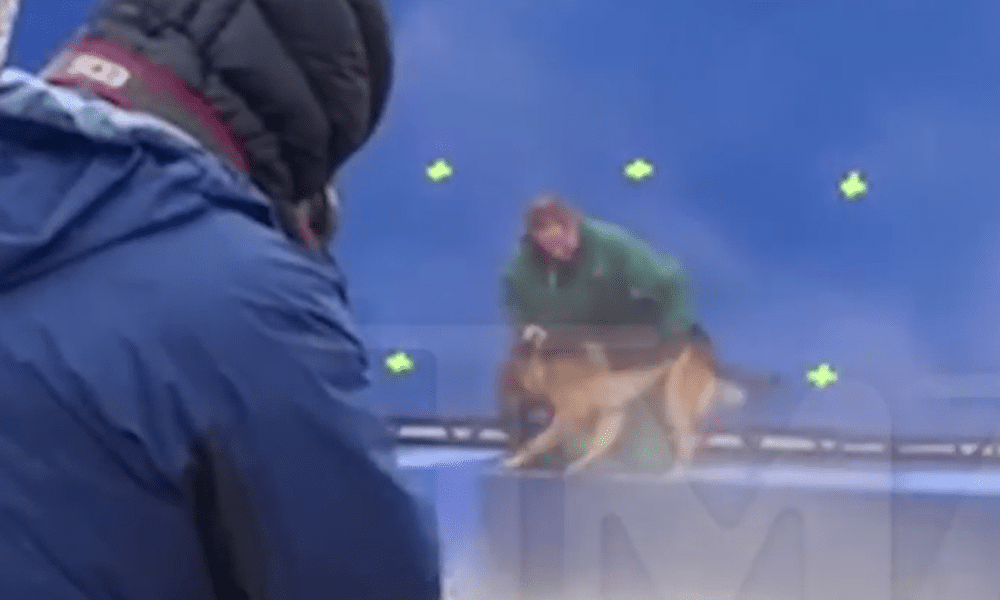 Qua la zampa, la Peta: "Boicottate il film, hanno maltrattato gli animali" [VIDEO]