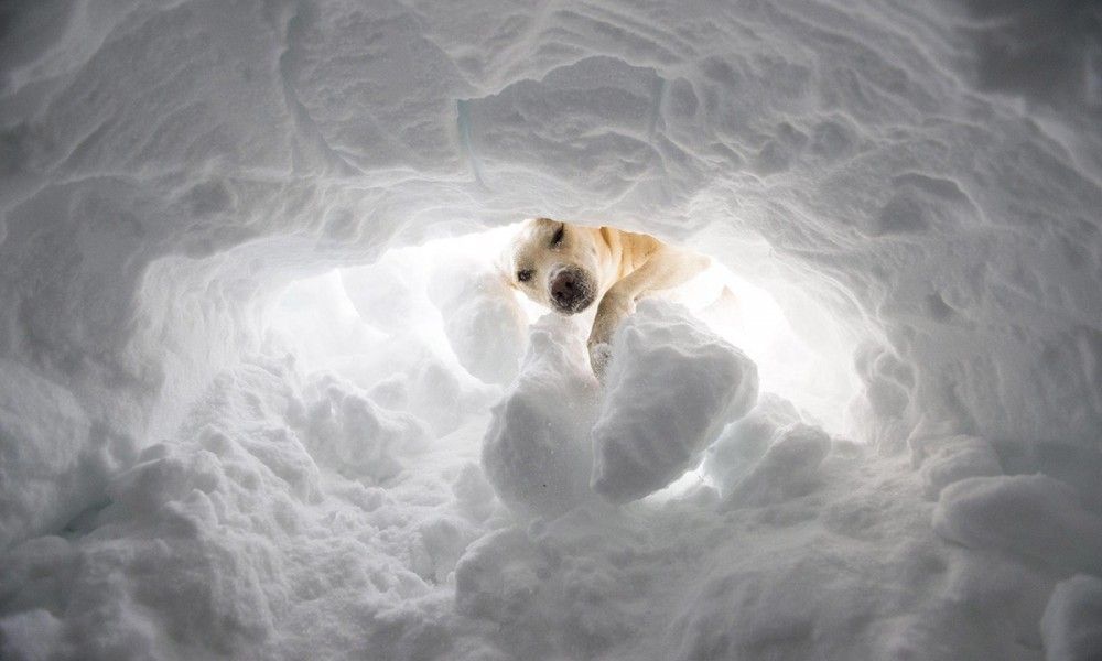 Rigopiano: cane da soccorso in azione [VIDEO]