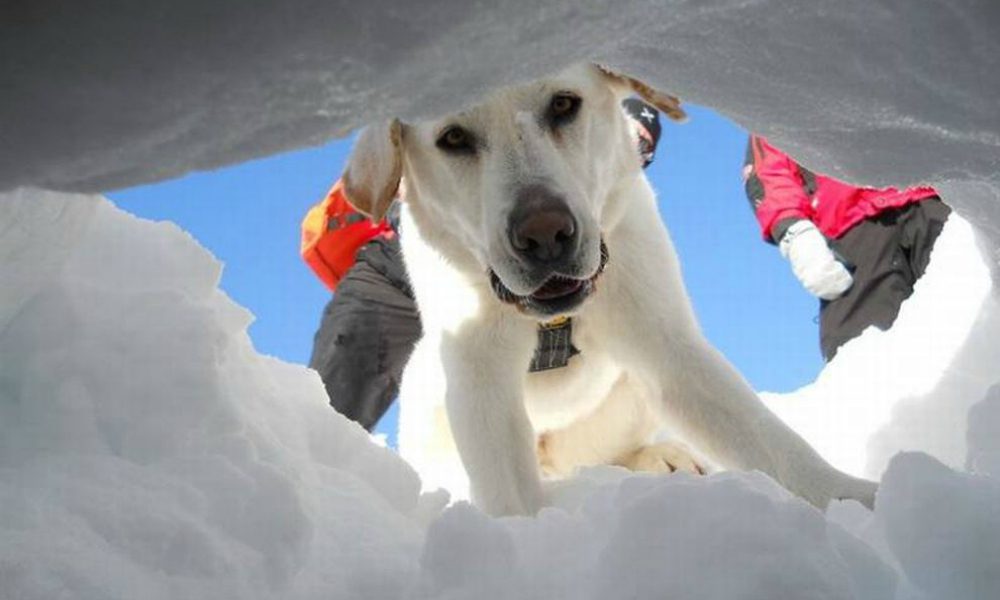 Hotel Rigopiano: l'intervento dei cani da salvataggio, eroi a quattro zampe