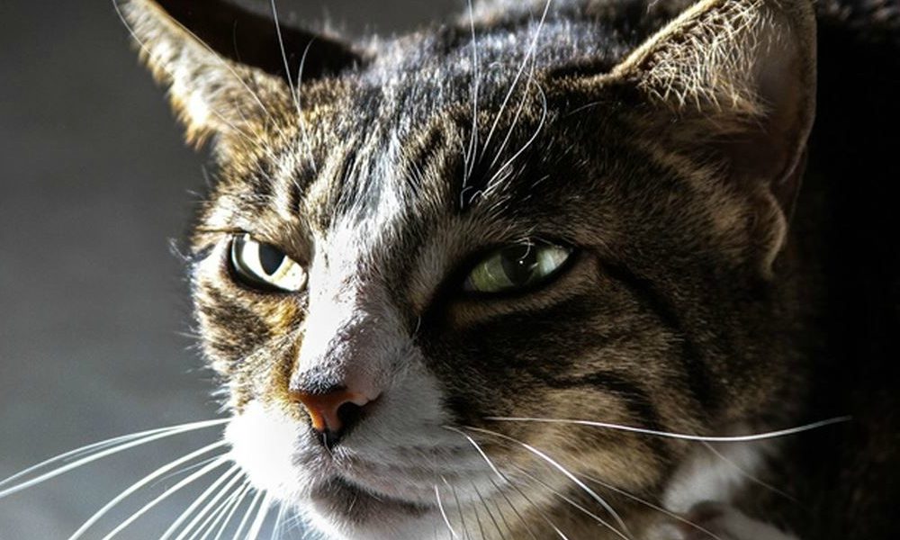 Gatto magico e indovino in vendita all’asta, avrebbe straordinari poteri