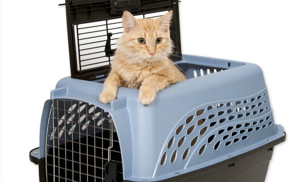 Come abituare il gatto a stare nel trasportino: consigli utili
