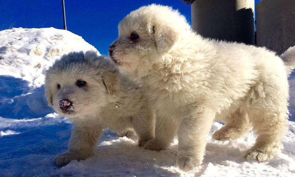 Hotel Rigopiano: tra i dispersi anche Neve e i cuccioli di Lupo e Nuvola