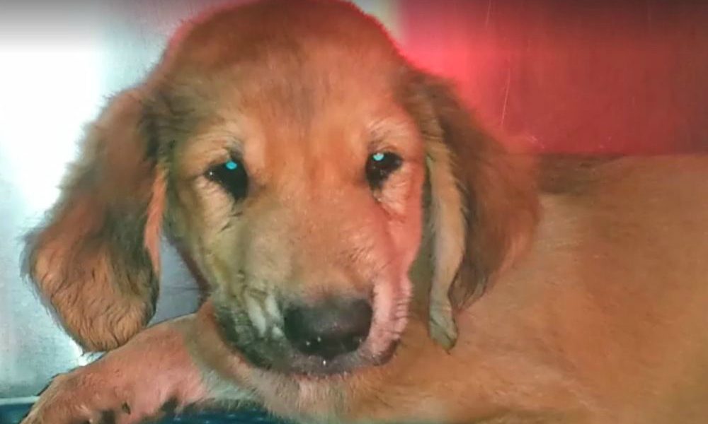 La tragica morte di un cucciolo regalato a Natale e gettato nella spazzatura [VIDEO]