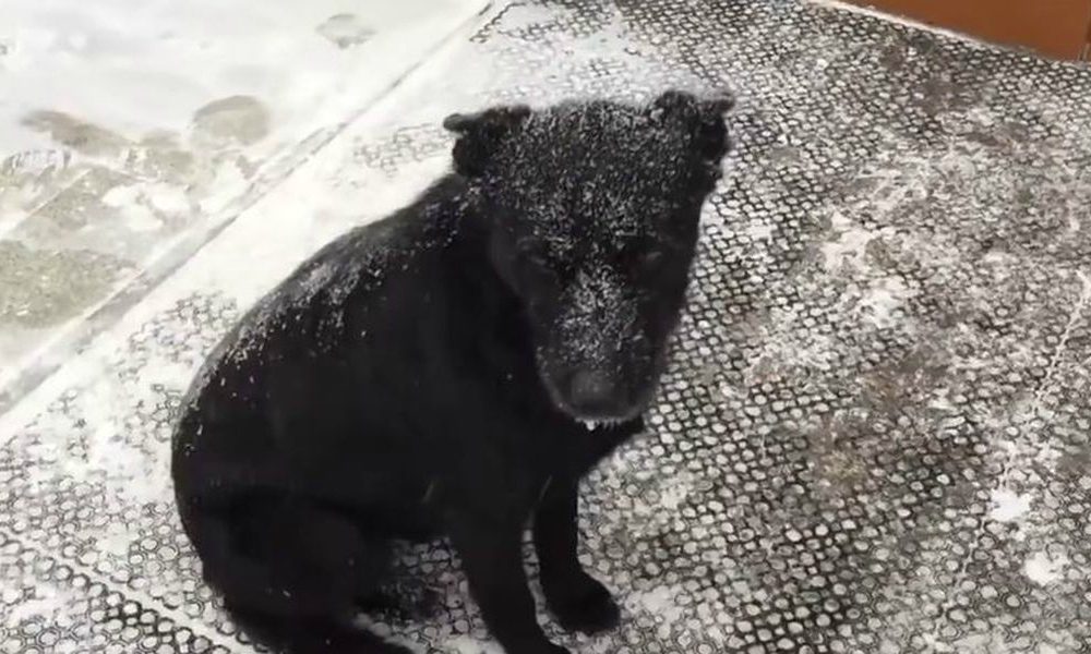 Cane attende per tre anni al gelo [VIDEO]