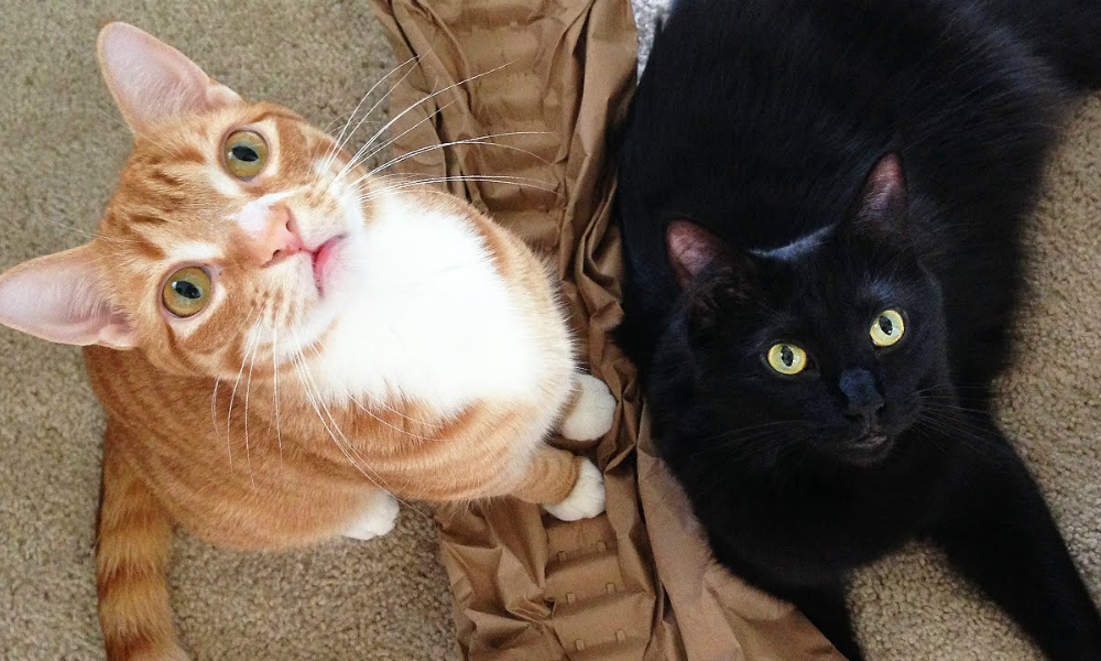 Questo simpatico video vuole sfatare la falsa immagine del gatto freddo e distaccato e dimostrare come in realtà ogni felino sia in grado di trasmettere affetto… a modo suo…