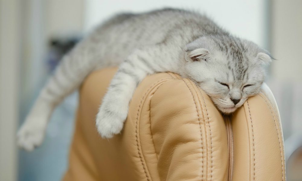 Questi gatti vi sorprenderanno… [VIDEO]