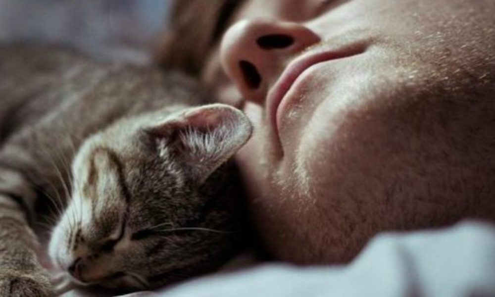 I gatti sveglia [VIDEO]