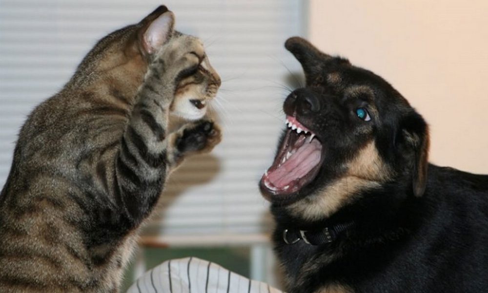 Di qui non si passa! Gatti vs cani [VIDEO]