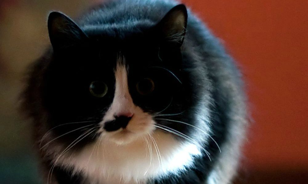 Il gatto ninja... [VIDEO]