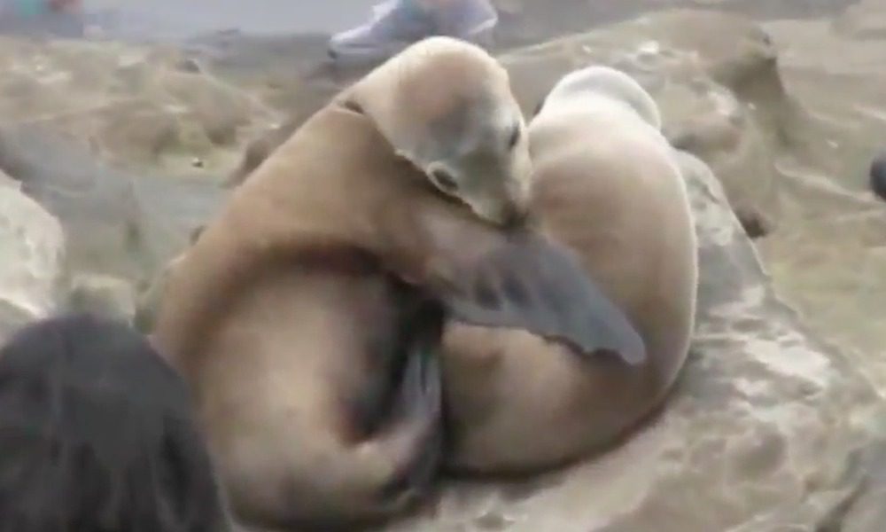 Turisti vogliono un selfie coi leoni marini: e non si fanno scrupoli