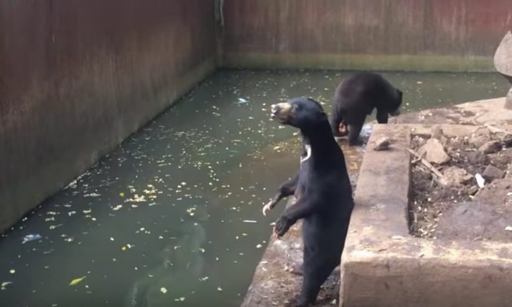 Orsi scheletrici implorano i visitatori dello zoo lager [VIDEO]