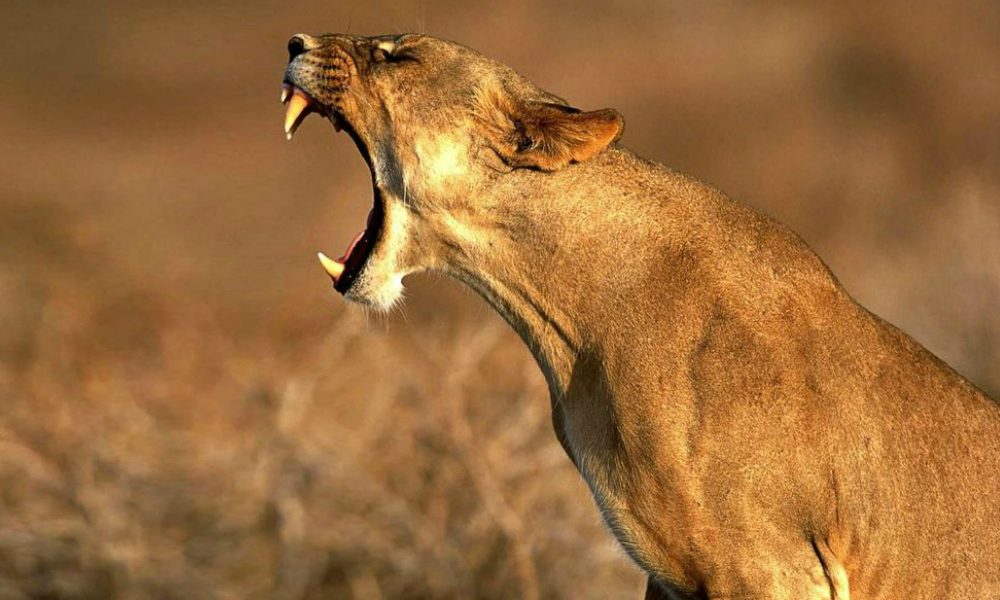 Affronta coraggiosamente un puma per salvare la sua cagnolina