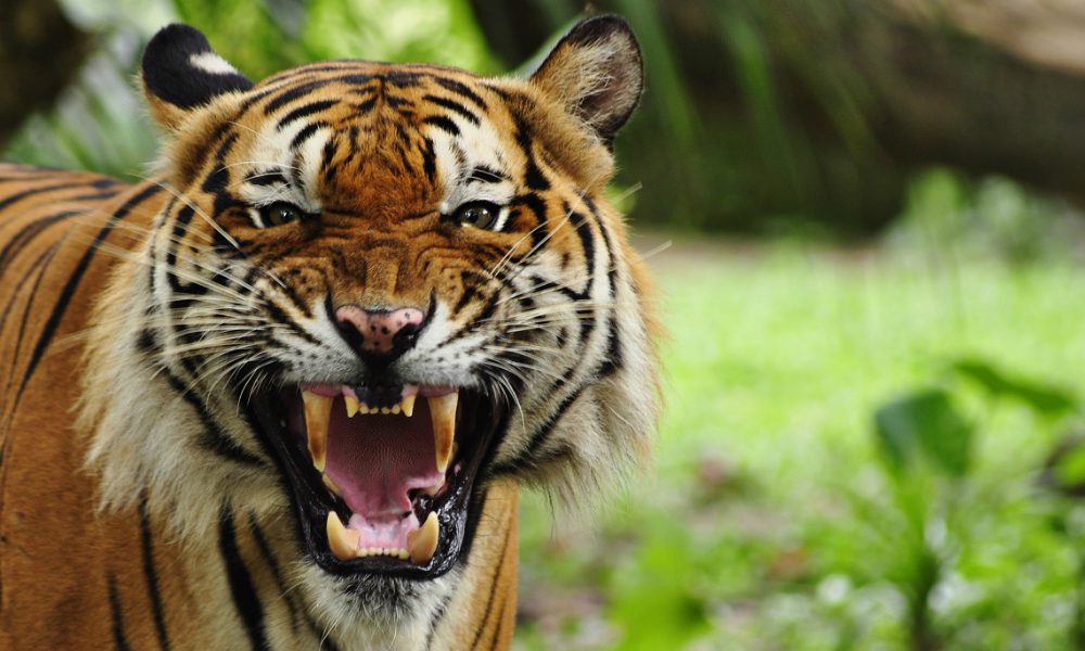 Shock allo zoo: scavalca il recinto delle tigri e viene sbranato vivo [VIDEO]