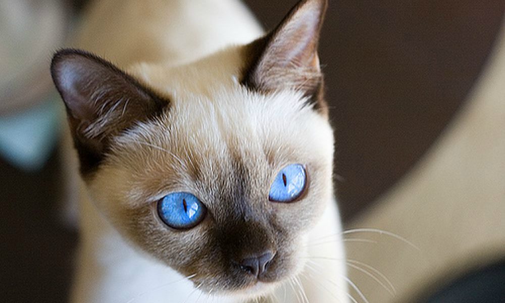 Il Tonchinese: il gatto dalle orecchie di velluto