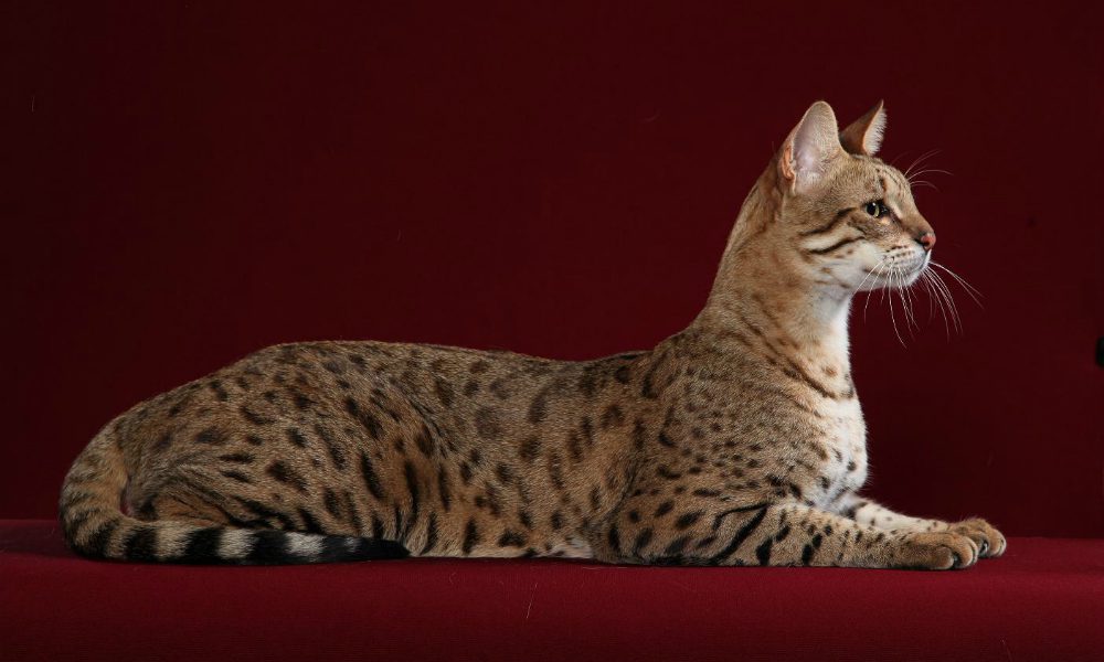 Chausie: a metà tra gatto domestico e gatto della giungla