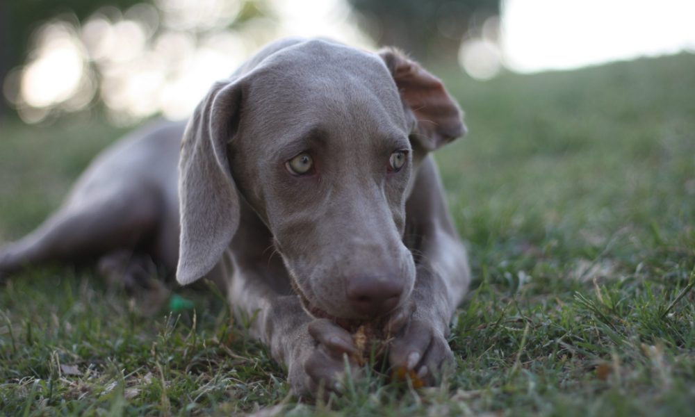 Un cane molto determinato [VIDEO]
