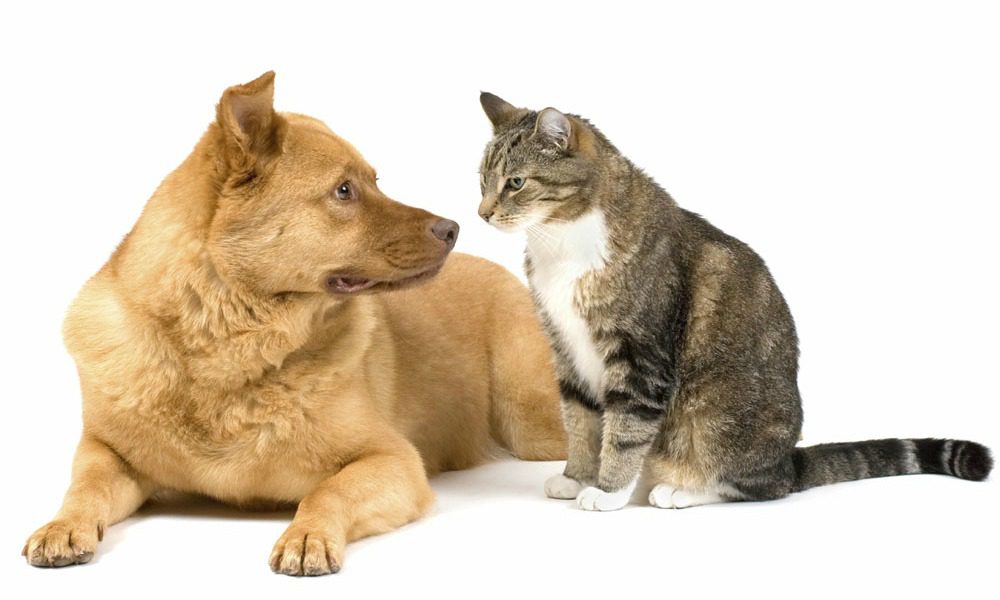 Arriva la mutua per cani e gatti: come funziona e quanto costa