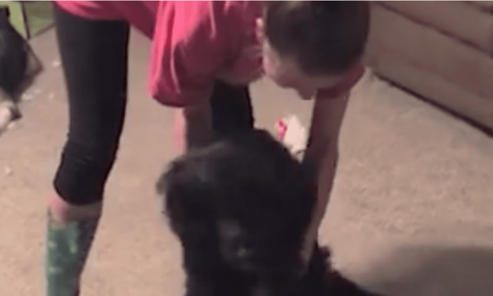 Il cane si finge morto per non fare il bagno [VIDEO]