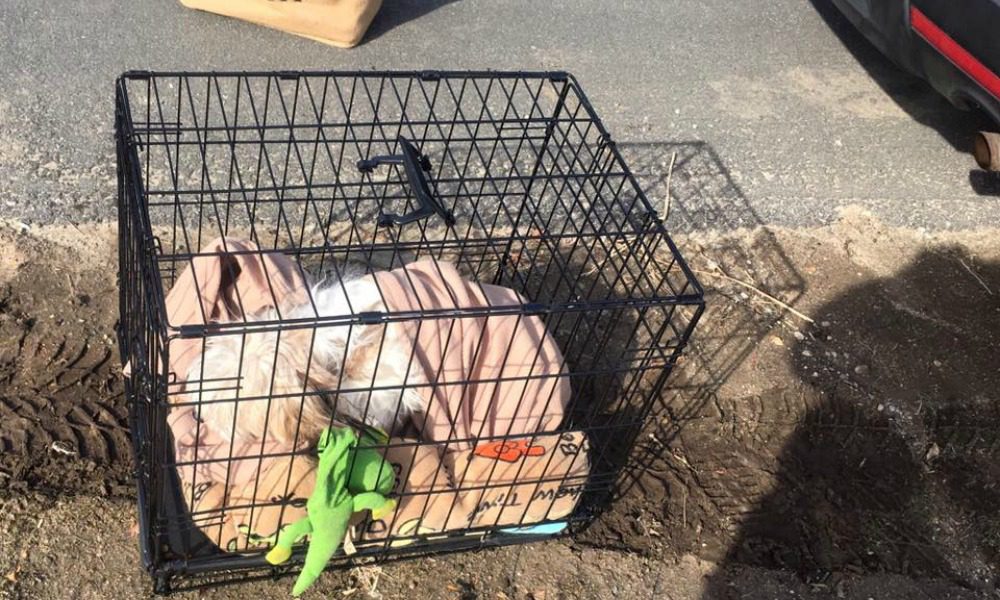 Non vogliono più il cane: lo abbandonano in strada con giochi e vestiti firmati