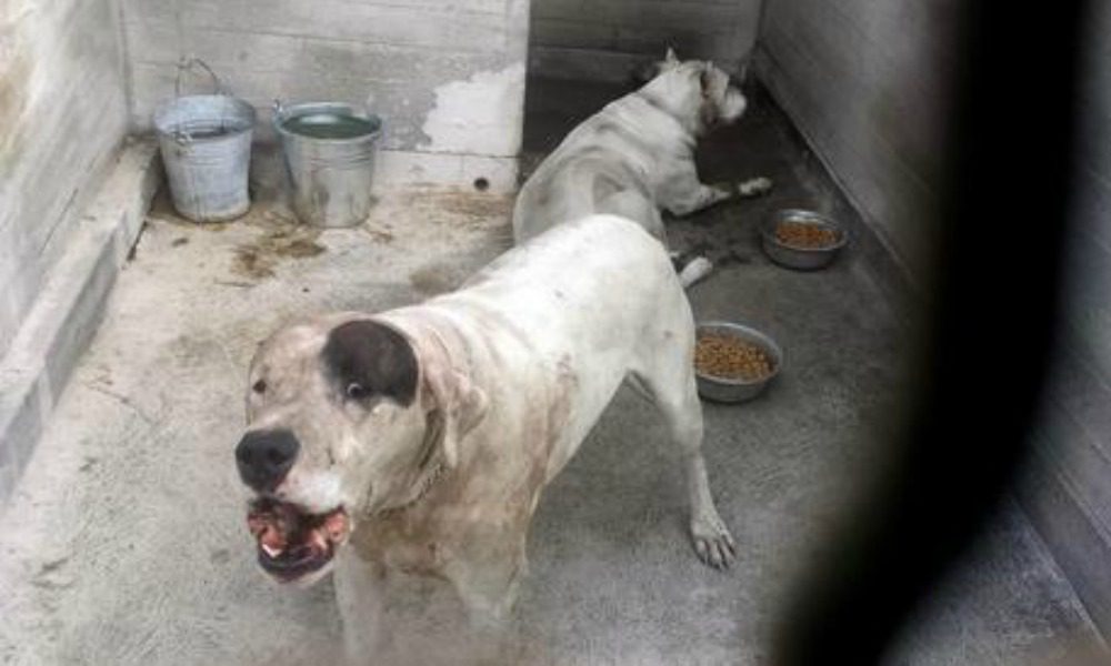 Bimbo ucciso dai Dogo, mamma patteggia. Aidaa: "Salvi i cani"